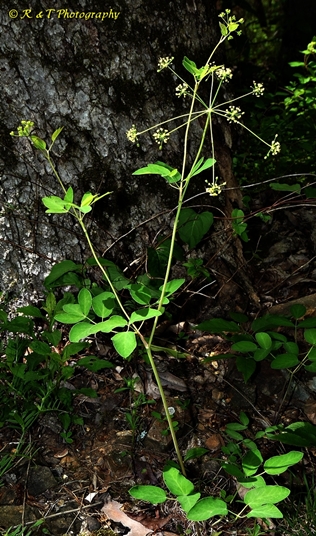 {Taenidia integerrima}